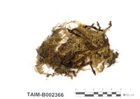 藏品(擬木毛苔)的圖片